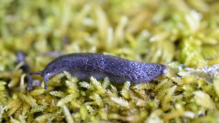 Edicións USC publica un exhaustivo estudio sobre las babosas del género Arion de la Península Ibérica
